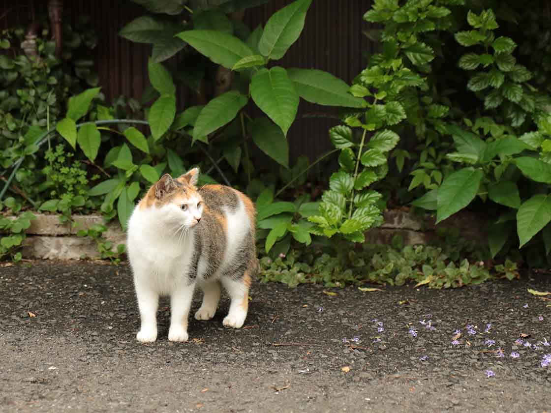 別府路地裏の猫に会いにゆく ネコサファリツアー 極楽地獄別府