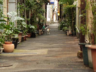 別府路地裏の猫に会いにゆく ネコサファリツアー 極楽地獄別府